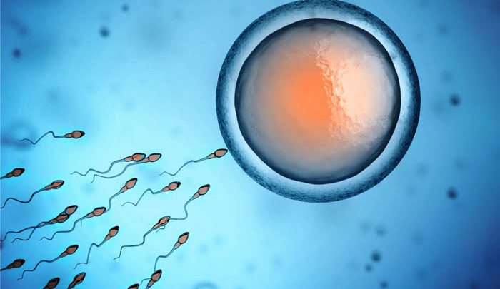 Que manger pour augmenter la fertilité ? Comment augmenter le nombre de spermatozoïdes ? 12 recettes !